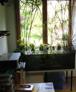 Biotope in my room; a low-tech natural aquarium