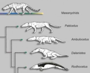 Evolution of whales. Source: www.edwardtbabinski.us/whales/