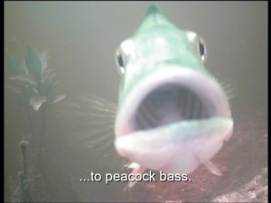Male peacock bass (Cichla ocellaris) attacking the underwater camera