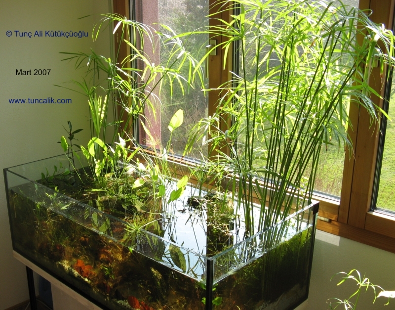 The emergent and submerged growth of aquatic plants 