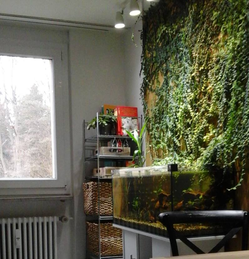 A semi-natural aquarium in our kitchen (100x40x40cm) without heater and filter. 