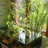 Umbrella papyrus (Cyperus alternifolius) in a low-tech natural aquarium