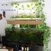 A 160x60x60cm community aquarium with indoor plants for water purification.