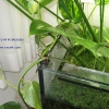 Epipremnum pinnatum attached to the side glass