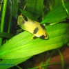 Female panda cichlid